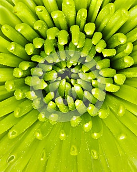 Macro image of green spider mum