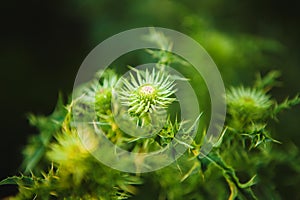 Macro image of green undisclosed thistle. Weed plant, close-up image. photo