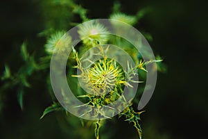 Macro image of green undisclosed thistle. Weed plant, close-up image. photo