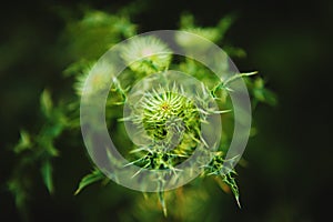 Macro image of green undisclosed thistle. Weed plant, close-up image.
