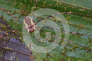 Macro image of a harvestman