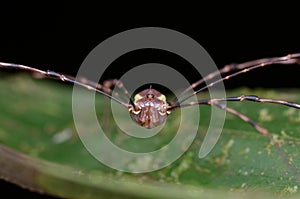 Macro image of a harvestman