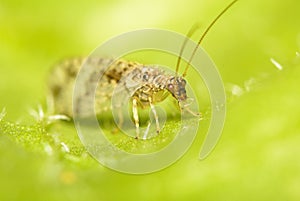 A macro image of the head of a Brown Lacewing