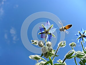 Macro image of honey bee collecting nectar
