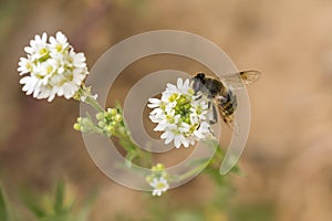 Hoverfly feeding on small white flowers in natural meadow close-up