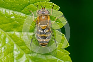 A macro image of a Hoverfly showing antennae detail