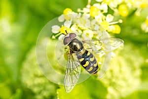 A macro image of a Hoverfly, syrphid fly, hunting on yellow flowers