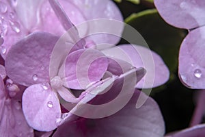 Hydrangea floweret