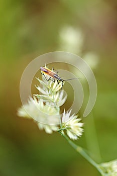 Macro image of an insect