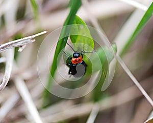 Macro image of an insect