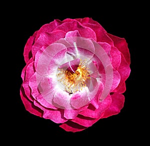 Macro image of isolated flower of Purple Rain Rose