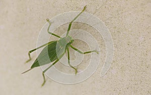 Macro image of a Katydid insect