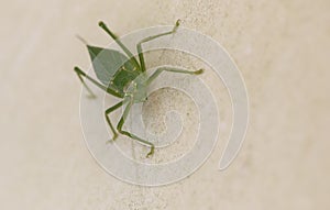 Macro image of a Katydid insect 2