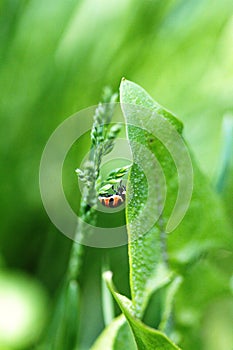 Macro image of a lady bug