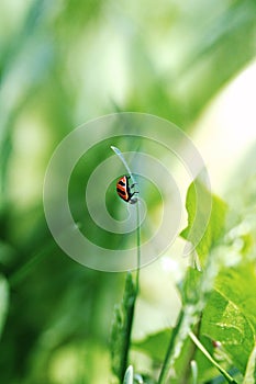 Macro image of a lady bug