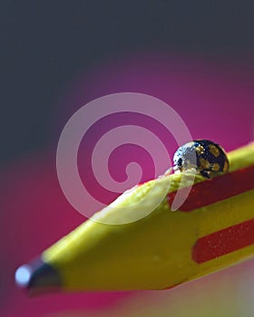 Macro image of a lady bug