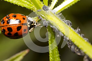 Ladybug and aphid photo