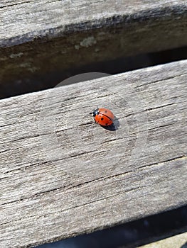 Macro image of ladybug on wood texture