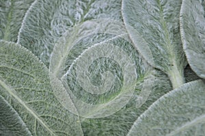 Macro image Lamb`s ears perennial garden plant Stachys byzantina leaves flat lay top view close-up for background with copy spac