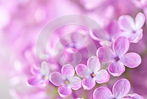 Macro image of Lilac flowers. Abstract floral background. Very shallow depth of field, selective focus