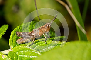 Macro image of a locust.