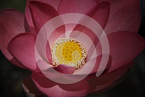 Macro image lotus flower