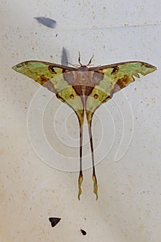 Macro image of Luna moth hanging on white cloth at Sabah, Borneo