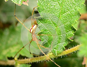 A macro image of a male Candystripe spider, Enoplognatha sp. in the UK