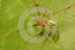 A macro image of a male Comb-footed Spider, Enoplognatha ovata. Lineata form