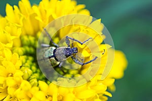 Macro image of mating weevils