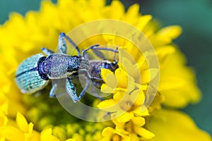 Macro image of mating weevils