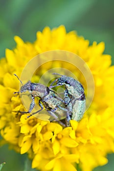 Macro image of mating weevils