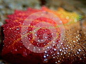 Macro image of micro drops on autumn colorful leaf