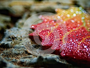 Macro image of micro drops on autumn colorful leaf