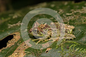 Macro Image of Mossy Tree Frog