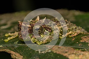 Macro Image of Mossy Tree Frog