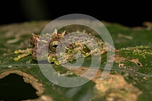 Macro Image of Mossy Tree Frog