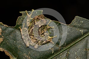 Macro Image of Mossy Tree Frog