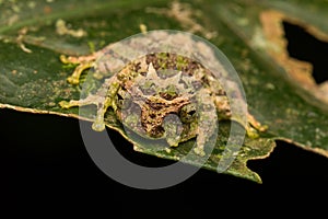 Macro Image of Mossy Tree Frog