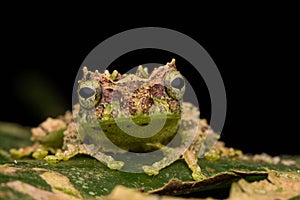 Macro Image of Mossy Tree Frog