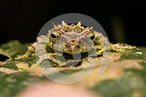 Macro Image of Mossy Tree Frog