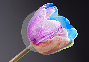 Macro image of a multi-coloured tulip