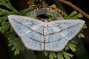 Macro image nature and unique moth