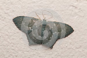 Macro image nature and unique moth of Sabah, Borneo