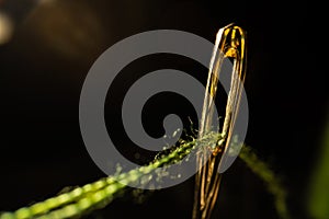 Macro image of a needle eye threaded with piece of green thread on black background. Steel shiny tailor's needle