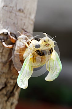 Macro image of a newly cicada