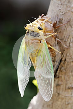 Macro image of a newly cicada