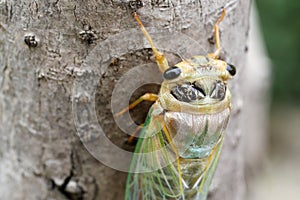 Macro image of a newly cicada
