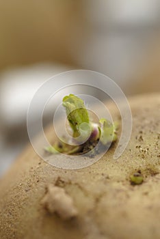 Macro Image of One Potato Chitting (Sprouting)