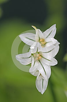 Macro image of onion weed, Allium triquetrum